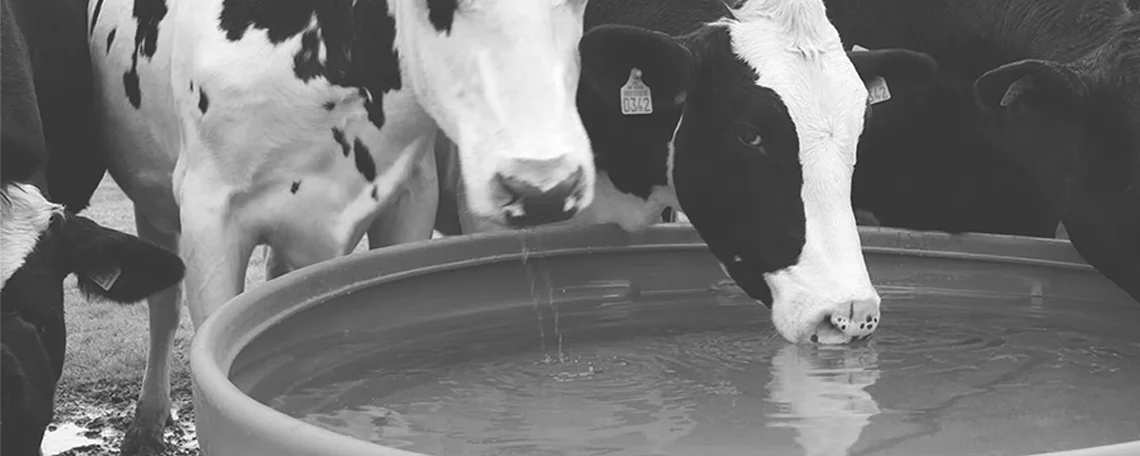 cow1